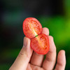 【一口爆浆】山东樱桃番茄 4斤装 商品缩略图4