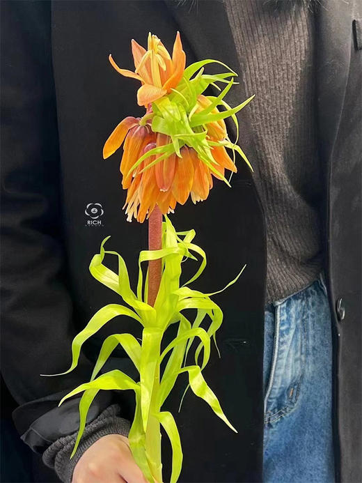 荷兰贝母OrangeSweet橙色鲜花5支 商品图4