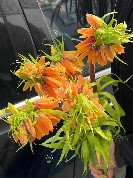 荷兰贝母OrangeSweet橙色鲜花5支 商品图2