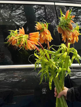 荷兰贝母OrangeSweet橙色鲜花5支