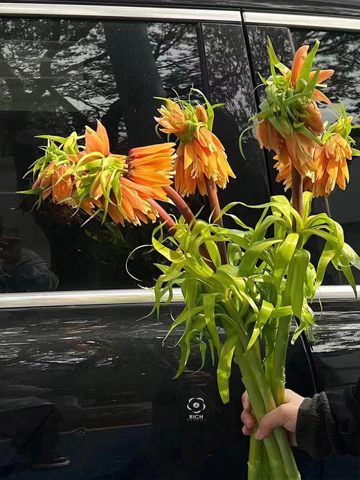 荷兰贝母OrangeSweet橙色鲜花5支 商品图0