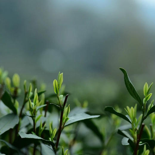 【限量】狮峰龙井2025明前头采（天花板产区）100克礼盒 大师龙井 商品图4