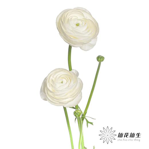 配花 | 成功洋牡丹白色婚礼 商品图2