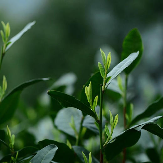 【限量】狮峰龙井2025明前头采（天花板产区）100克礼盒 大师龙井 商品图3