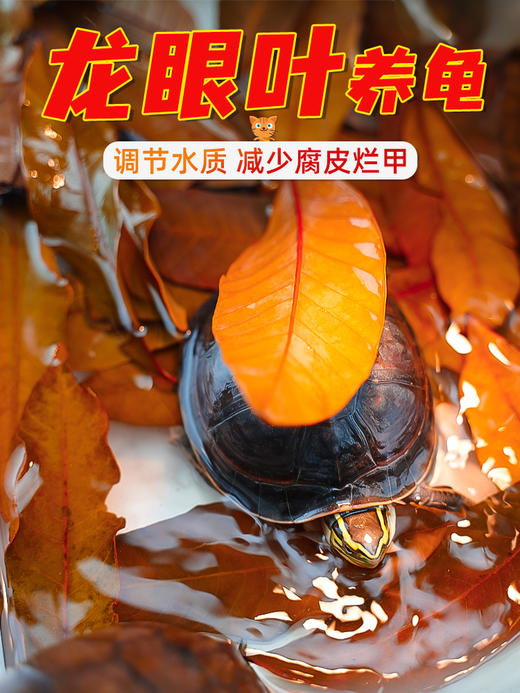 【龙眼桂花叶】调节水质，增加龟安全感，调节乌龟肠道，免水洗，免消毒【4升装】，直接扔如龟缸即可 商品图0