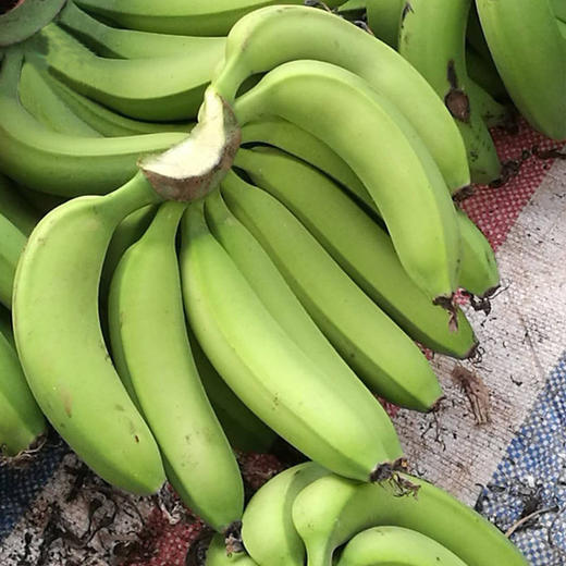 【天宝香蕉】果形顺滑如月牙 皮薄如纸 肉黄如玉 青果发货，收货后3-5天催熟 商品图4