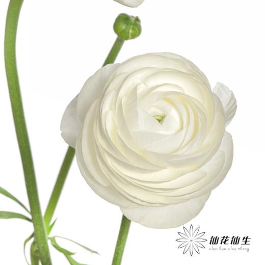 配花 | 成功洋牡丹白色婚礼 商品图5