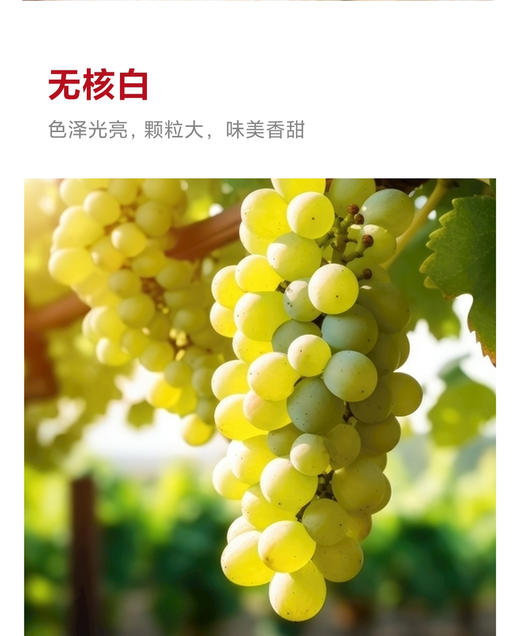 包邮到家！新疆葡萄干，自然风干，不含添加剂色素，有着原汁原味的香甜！红果两包，绿果三包，共五包 商品图4