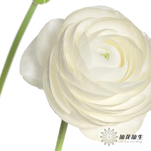 配花 | 成功洋牡丹白色婚礼 商品图3