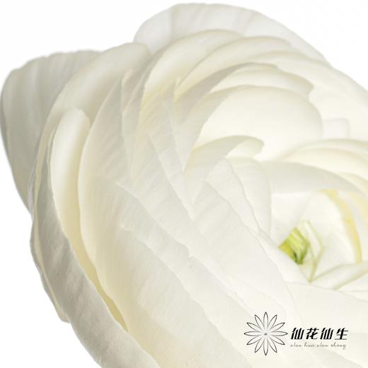 配花 | 成功洋牡丹白色婚礼 商品图1