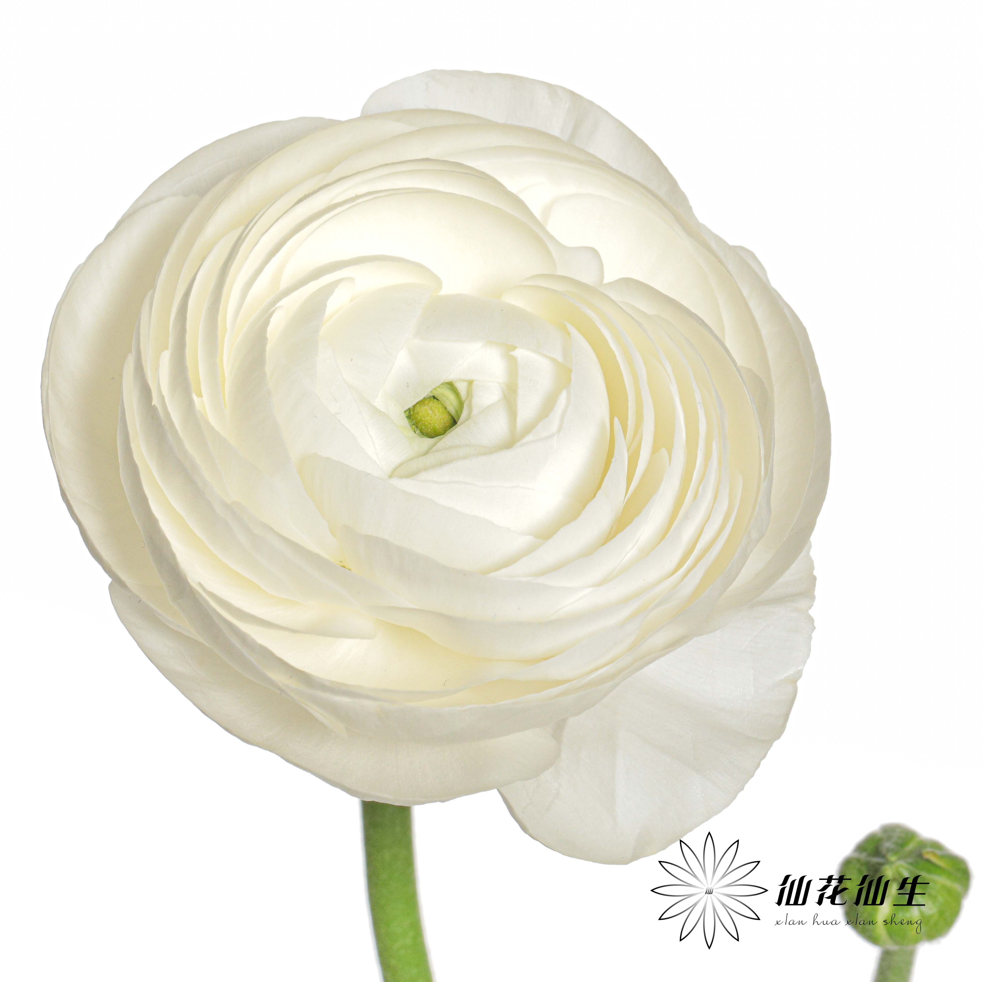 配花 | 成功洋牡丹白色婚礼