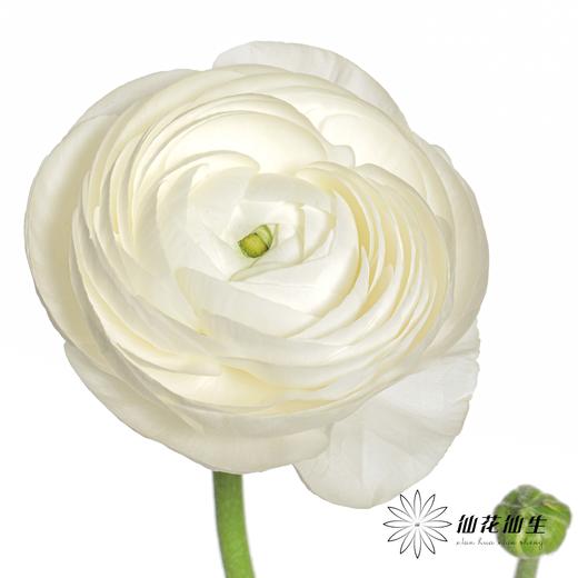 配花 | 成功洋牡丹白色婚礼 商品图0