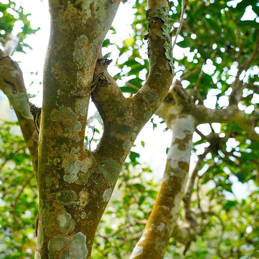 【5饼打包价】【坝卡竜】2023年春茶 班章五寨之一 布朗山的‘明星产区’普洱茶手撕饼一掰一泡 商品图6