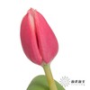 国产郁金香 | 交响曲 商品缩略图3