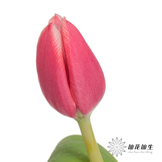 国产郁金香 | 交响曲 商品图3