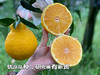 四川蒲江柠檬不知火 粑粑柑/丑橘 甘甜多汁 果肉细嫩！ 商品缩略图2