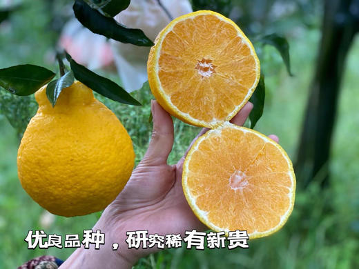 四川蒲江柠檬不知火 粑粑柑/丑橘 甘甜多汁 果肉细嫩！ 商品图2