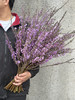 季节限定花材野丁香花 商品缩略图7