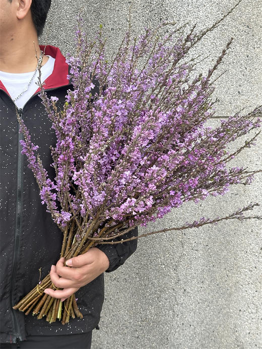 季节限定花材野丁香花 商品图7