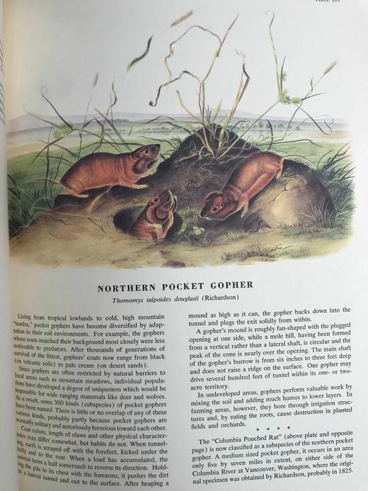 奥杜邦北美四足动物画集 150幅彩色插图 精装大16开 商品图8