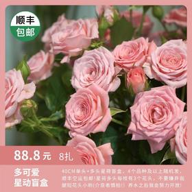 多可爱*星动盲盒 88.8元 8扎包邮 昆明发货