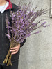 季节限定花材野丁香花 商品缩略图4