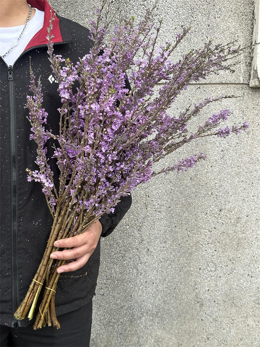 季节限定花材野丁香花 商品图4