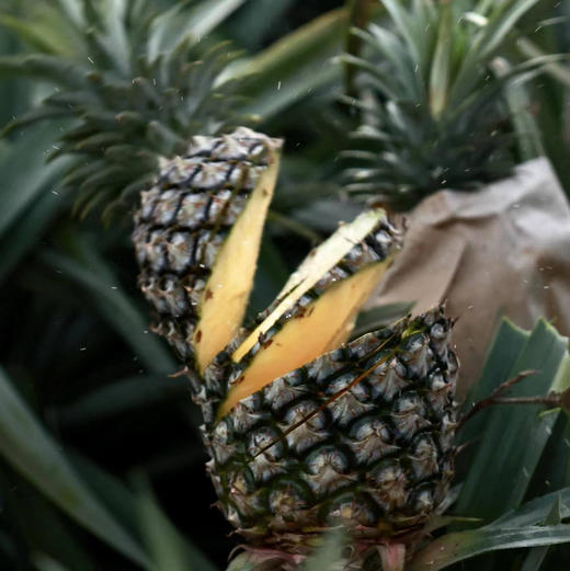 【海南有机金钻凤梨】金黄色的果肉，果香淡雅迷人， 果肉带来的甜蜜滋味 不涩口不麻嘴无需盐泡 肉质脆嫩、细腻、纤维少，还有丰盈的汁水一咬就爆汁 商品图1