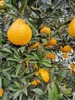 四川蒲江柠檬不知火 粑粑柑/丑橘 甘甜多汁 果肉细嫩！ 商品缩略图1