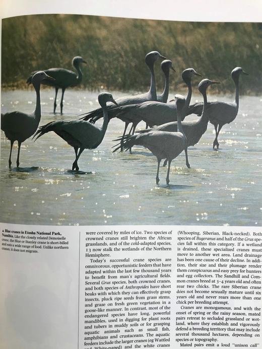 鸟类百科全书 700幅彩色插图 精装16开 商品图13