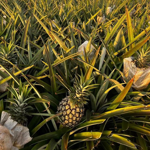 【海南有机金钻凤梨】金黄色的果肉，果香淡雅迷人， 果肉带来的甜蜜滋味 不涩口不麻嘴无需盐泡 肉质脆嫩、细腻、纤维少，还有丰盈的汁水一咬就爆汁 商品图2