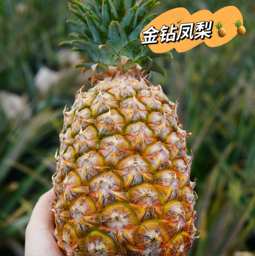 【海南有机金钻凤梨】金黄色的果肉，果香淡雅迷人， 果肉带来的甜蜜滋味 不涩口不麻嘴无需盐泡 肉质脆嫩、细腻、纤维少，还有丰盈的汁水一咬就爆汁 商品图10