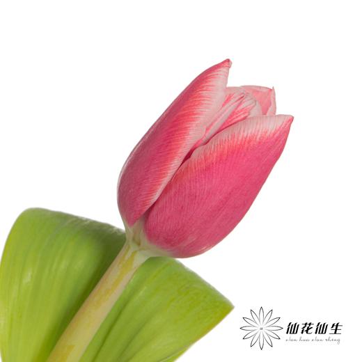 国产郁金香 | 交响曲 商品图0