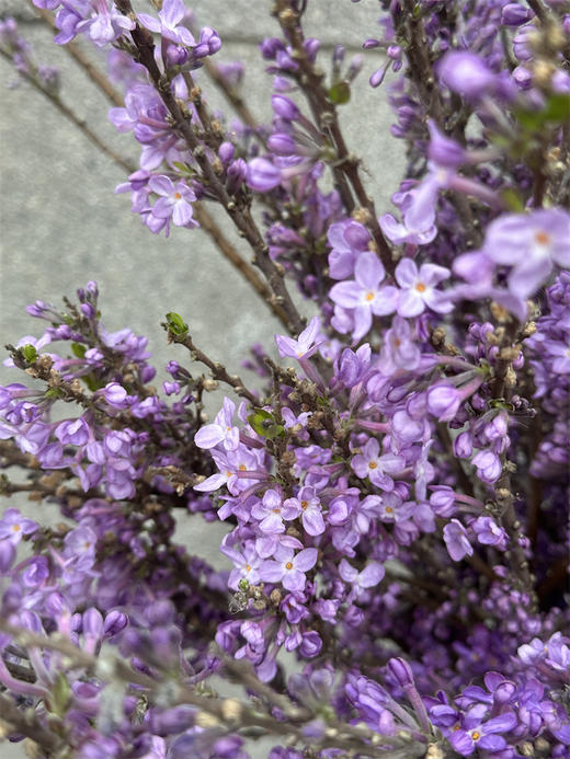 季节限定花材野丁香花 商品图2