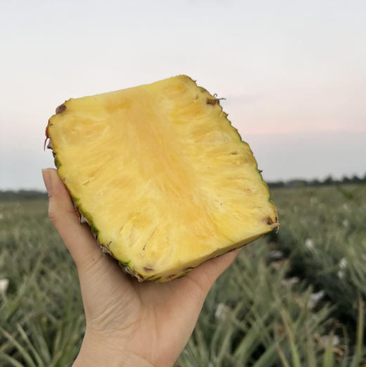 【海南有机金钻凤梨】金黄色的果肉，果香淡雅迷人， 果肉带来的甜蜜滋味 不涩口不麻嘴无需盐泡 肉质脆嫩、细腻、纤维少，还有丰盈的汁水一咬就爆汁 商品图12