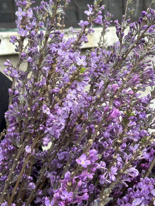 季节限定花材野丁香花 商品图6