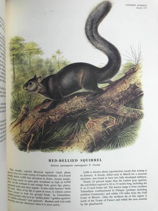 奥杜邦北美四足动物画集 150幅彩色插图 精装大16开 商品图13