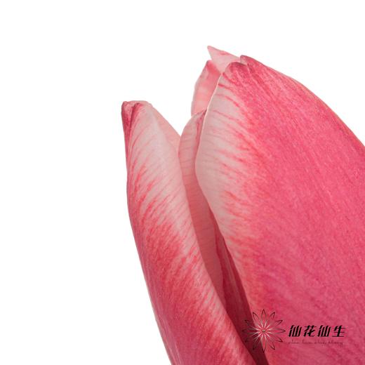 国产郁金香 | 交响曲 商品图1