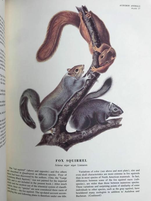 奥杜邦北美四足动物画集 150幅彩色插图 精装大16开 商品图12