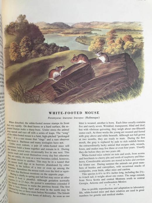 奥杜邦北美四足动物画集 150幅彩色插图 精装大16开 商品图6