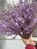 季节限定花材野丁香花 商品缩略图10