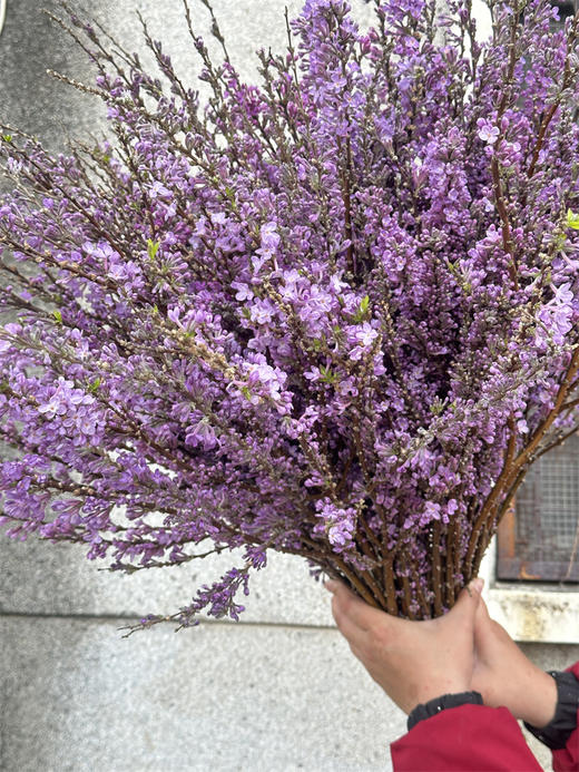 季节限定花材野丁香花 商品图10