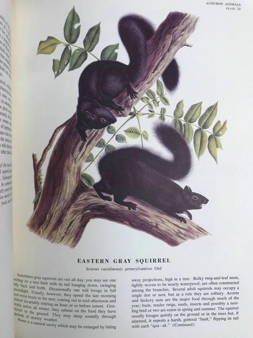 奥杜邦北美四足动物画集 150幅彩色插图 精装大16开 商品图14