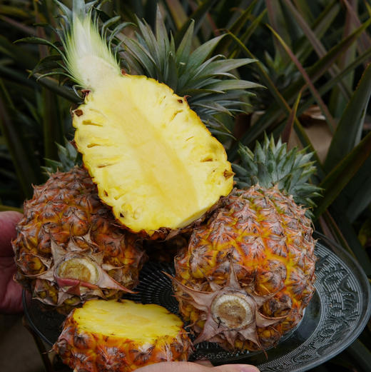【海南有机金钻凤梨】金黄色的果肉，果香淡雅迷人， 果肉带来的甜蜜滋味 不涩口不麻嘴无需盐泡 肉质脆嫩、细腻、纤维少，还有丰盈的汁水一咬就爆汁 商品图0
