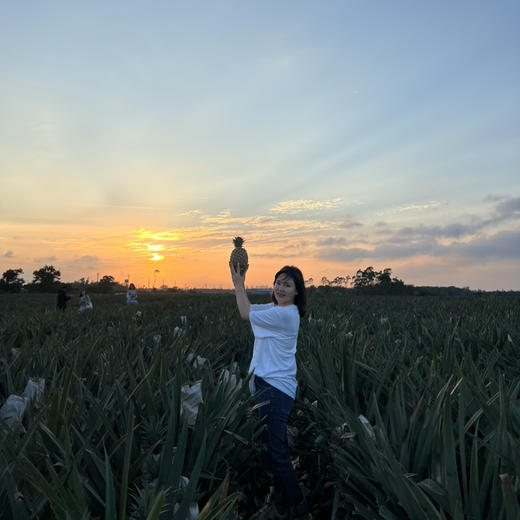 【海南有机金钻凤梨】金黄色的果肉，果香淡雅迷人， 果肉带来的甜蜜滋味 不涩口不麻嘴无需盐泡 肉质脆嫩、细腻、纤维少，还有丰盈的汁水一咬就爆汁 商品图4