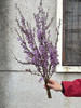 季节限定花材野丁香花 商品缩略图11
