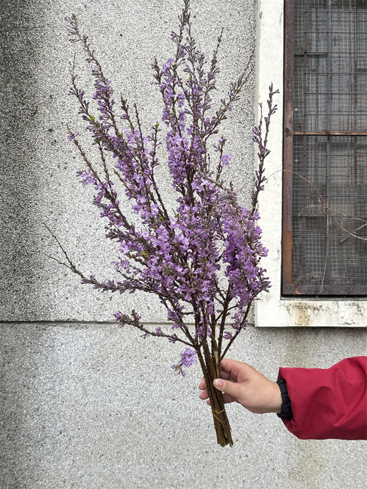 季节限定花材野丁香花 商品图11