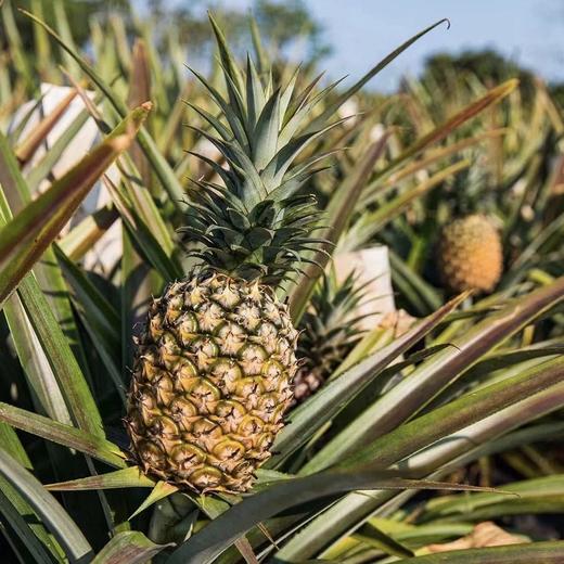 【海南有机金钻凤梨】金黄色的果肉，果香淡雅迷人， 果肉带来的甜蜜滋味 不涩口不麻嘴无需盐泡 肉质脆嫩、细腻、纤维少，还有丰盈的汁水一咬就爆汁 商品图9