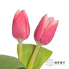国产郁金香 | 交响曲 商品缩略图2