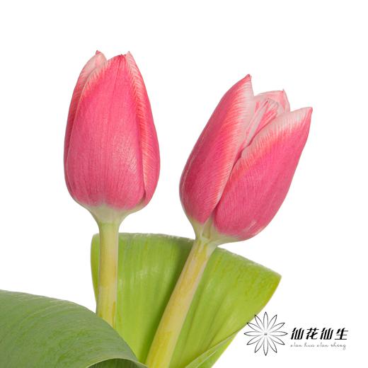 国产郁金香 | 交响曲 商品图2